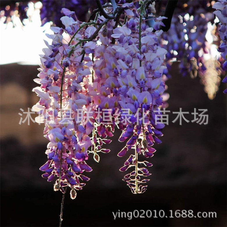 Freshly Harvested Wisteria Seeds, Multi-Flowered Wisteria Seeds, Potted Wisteria Tree Seeds, Climbing Plant Flower Seeds, Forest Tree Seeds