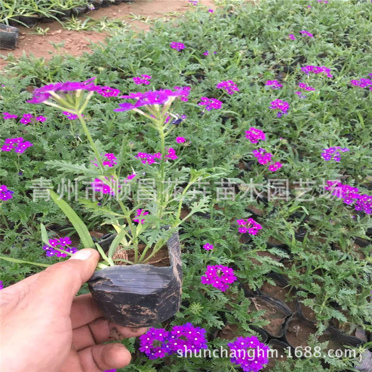 Wholesale of Fine-Leafed Beauty Cherry Planting Base, Engineering Seedlings, Park Community Beautification, Perennial Grass Flower Beauty Cherry Seedlings