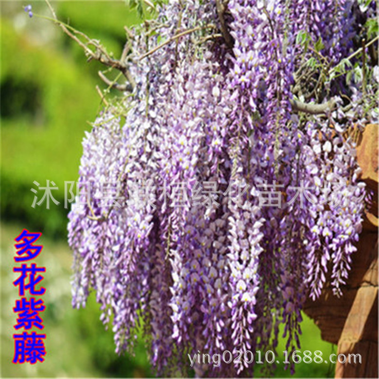 Freshly Harvested Wisteria Seeds, Multi-Flowered Wisteria Seeds, Potted Wisteria Tree Seeds, Climbing Plant Flower Seeds, Forest Tree Seeds