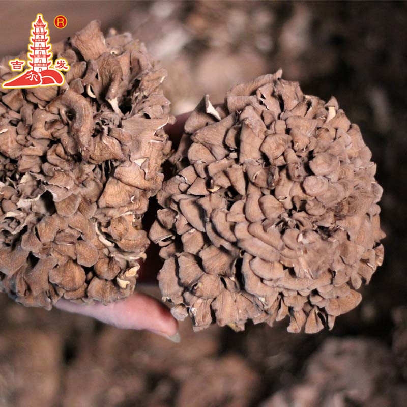 Jifa Edible Mushroom mushroom dry goods maxi meat crispy flavor origin direct supply wholesale 500g