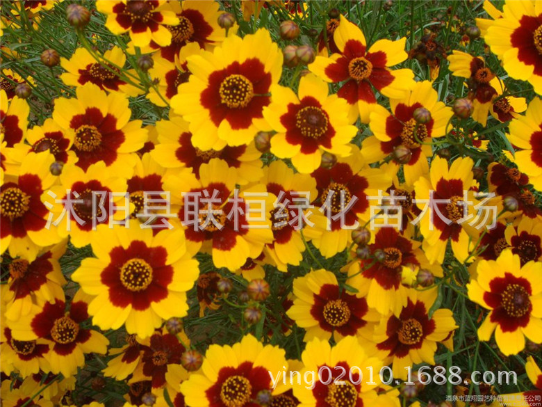 Asteraceae Grass Flower Seeds, Golden Aster, Cornflower, Snake-Eye Aster, Cosmos, Large-Flowered Aster, Coneflower