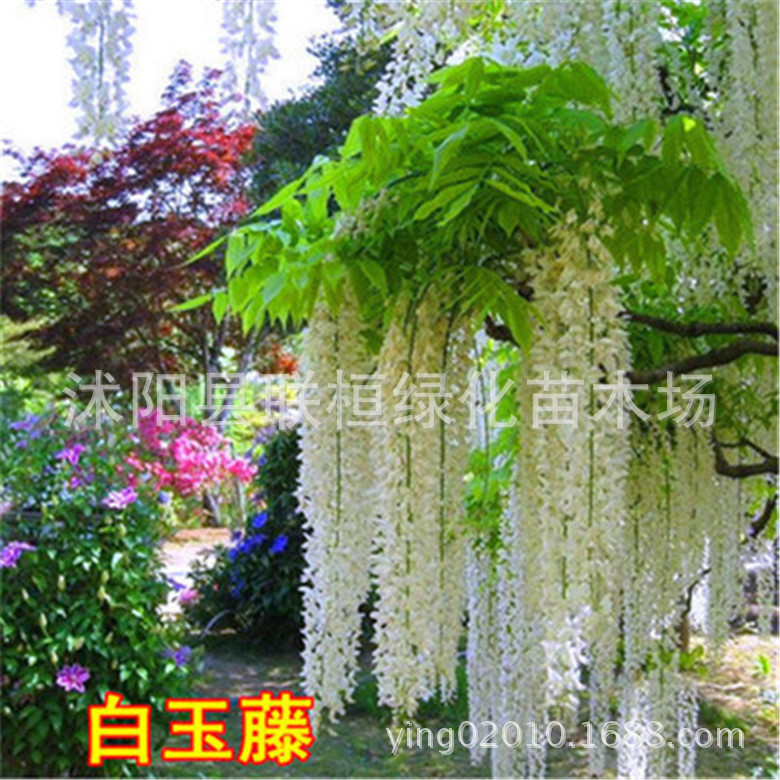 Freshly Harvested Wisteria Seeds, Multi-Flowered Wisteria Seeds, Potted Wisteria Tree Seeds, Climbing Plant Flower Seeds, Forest Tree Seeds