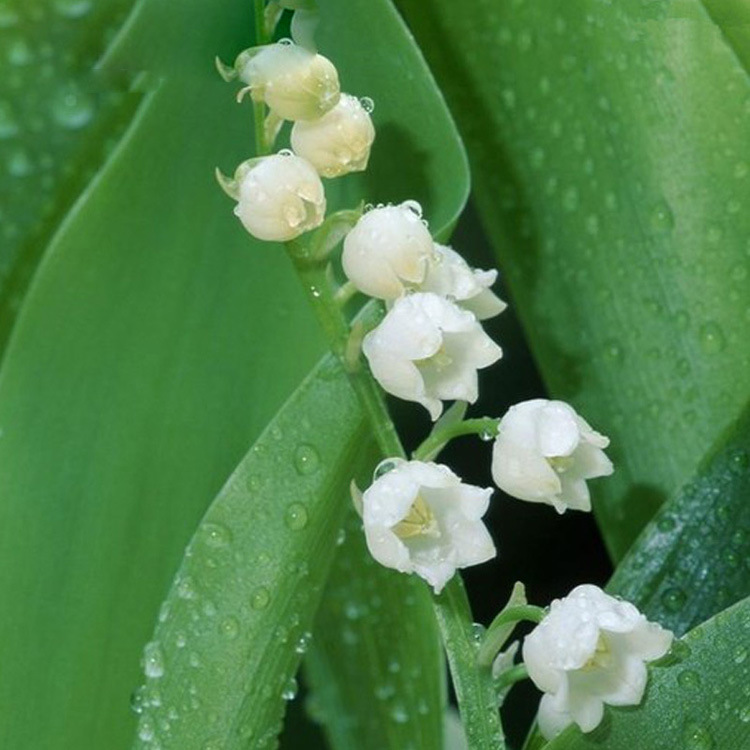 Four-Season Potted Bulbs, Lily of the Valley Seedlings, Lily of the Valley Bulbs, Root Flower Plants, Blooming and Shipped with Buds in the Same Year