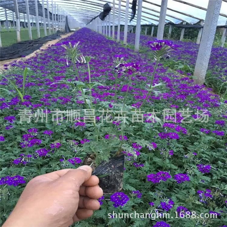 Wholesale of Fine-Leafed Beauty Cherry Planting Base, Engineering Seedlings, Park Community Beautification, Perennial Grass Flower Beauty Cherry Seedlings