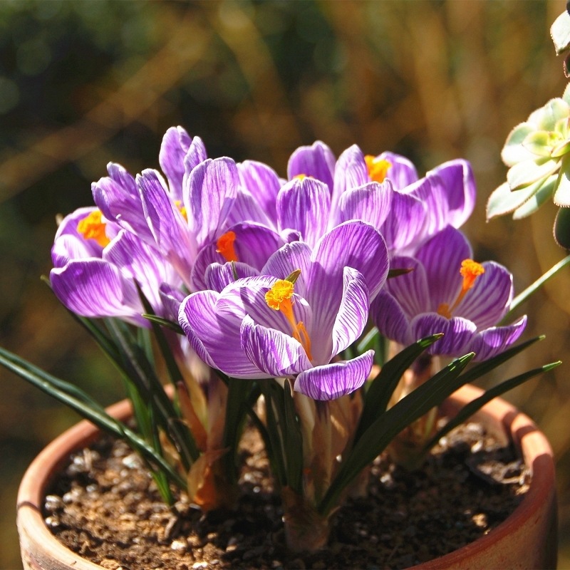 Crocus Bulbs, Cold-Resistant Florals, Four-Season Indoor Balcony Courtyard Ornamental Plants, Potted Crocus Bulbs Florals