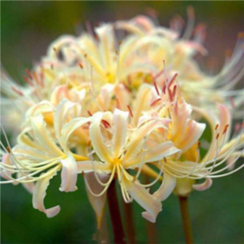 The Other Shore Flower Lycoris Red Flower Yellow Flower Indoor Flower Bonsai Suddenly Laughs Manzhu Shahua Flower Viewing and Leaf Viewing Potted Green Plants