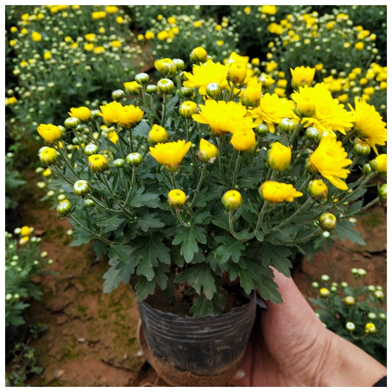 National Day Chrysanthemum Potted Flower Base Supplies Multi-Color National Day Chrysanthemum Sea Square Flower Bed National Day Rental Potted Plants