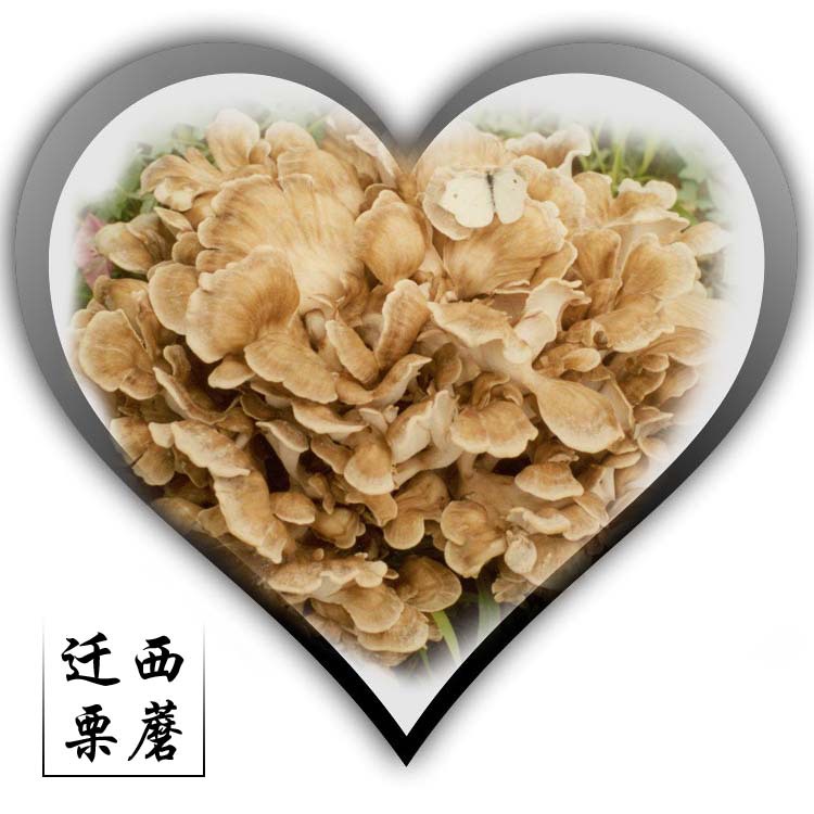 100g Qianxi chestnut mushroom special selection gray tree flower dry goods non-sediment maxi special food for Qianxi, gifts and self-food