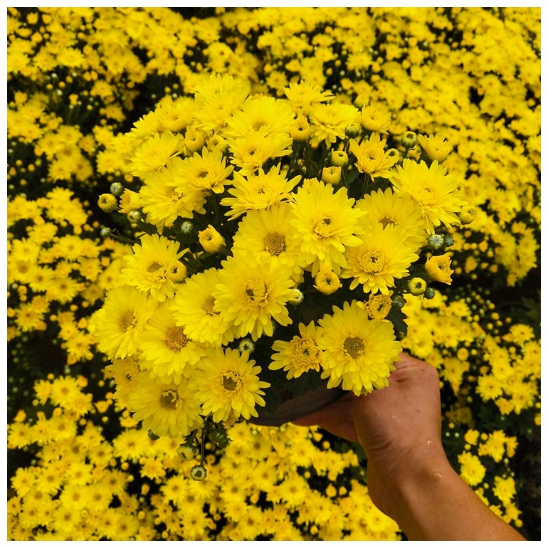 National Day Chrysanthemum Potted Flower Base Supplies Multi-Color National Day Chrysanthemum Sea Square Flower Bed National Day Rental Potted Plants