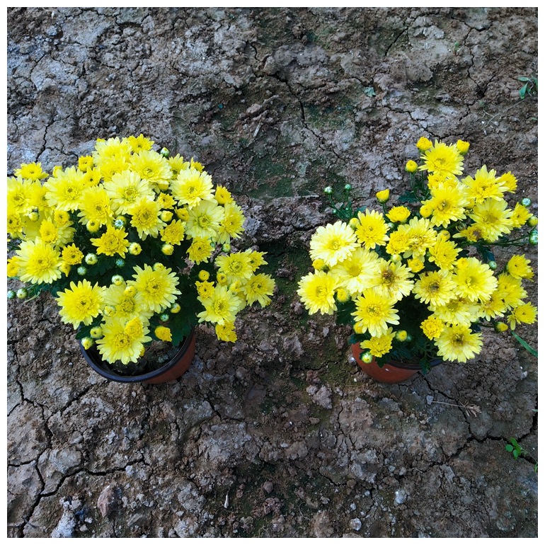 Base Wholesale National Day Chrysanthemum Flower Sea Flower Festival Rental National Day Chrysanthemum Large Quantity and Favorable Price Thousand Head Chrysanthemum Potted Plant