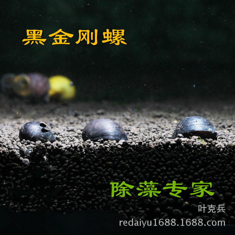 Тропическая улитка, декоративная улитка, водорослевая улитка, военная кепка, черная алмазная улитка, живая улитка