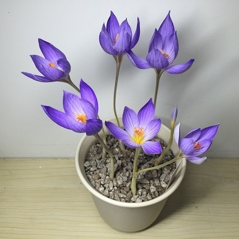 Crocus Bulbs, Cold-Resistant Florals, Four-Season Indoor Balcony Courtyard Ornamental Plants, Potted Crocus Bulbs Florals