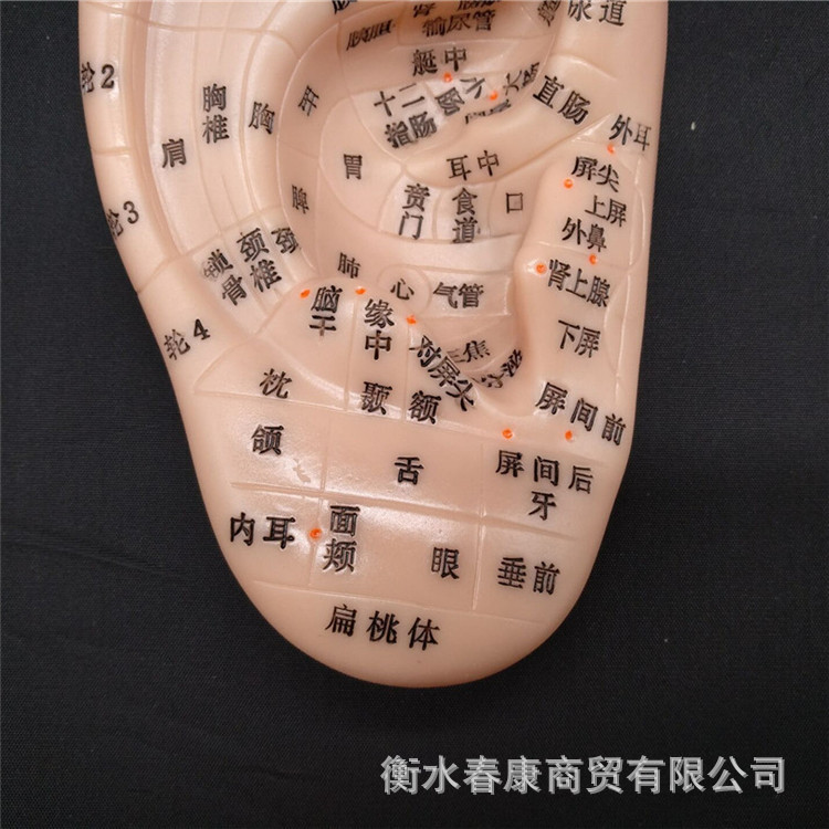 Super clear 17cm large ear massage reflection area acupuncture point model lettering acupuncture point large ear mold 17cm