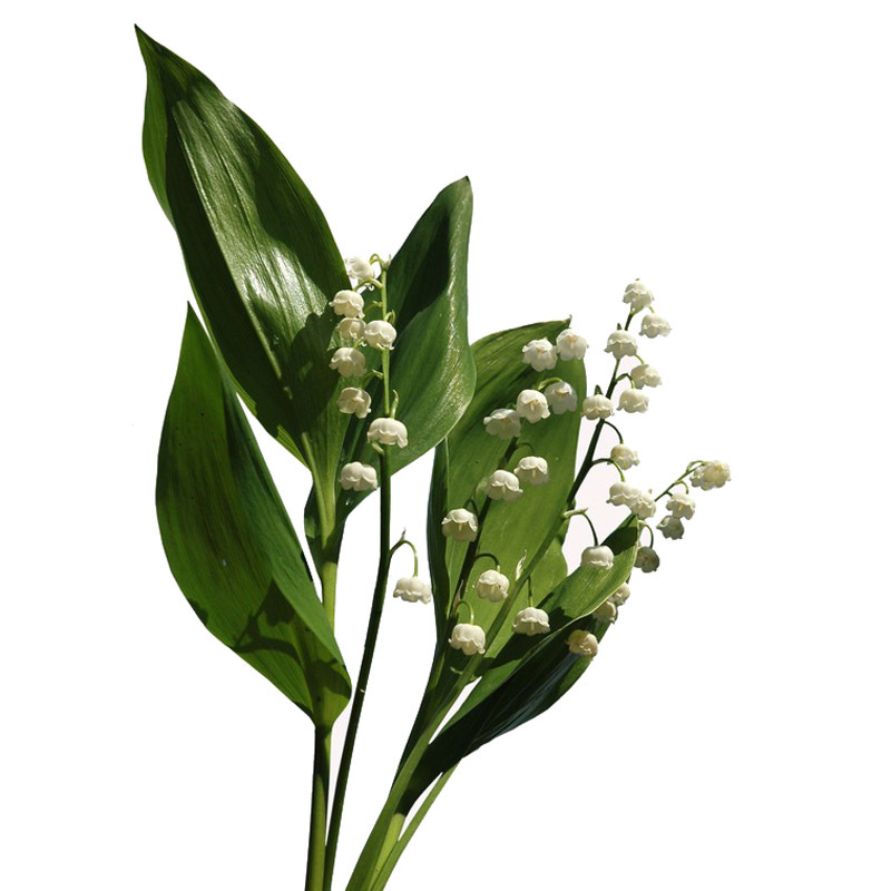 Four-Season Potted Bulbs, Lily of the Valley Seedlings, Lily of the Valley Bulbs, Root Flower Plants, Blooming and Shipped with Buds in the Same Year