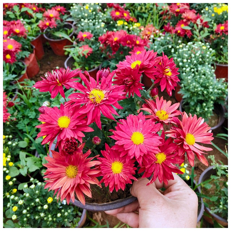 Горшечные цветы хризантемы на Национальный день, многоцветная площадь цветников, аренда горшечных растений на Национальный день