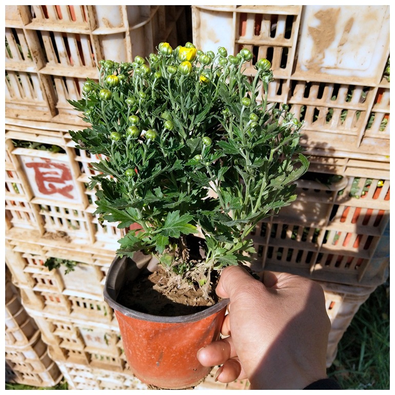 Base Wholesale National Day Chrysanthemum Flower Sea Flower Festival Rental National Day Chrysanthemum Large Quantity and Favorable Price Thousand Head Chrysanthemum Potted Plant