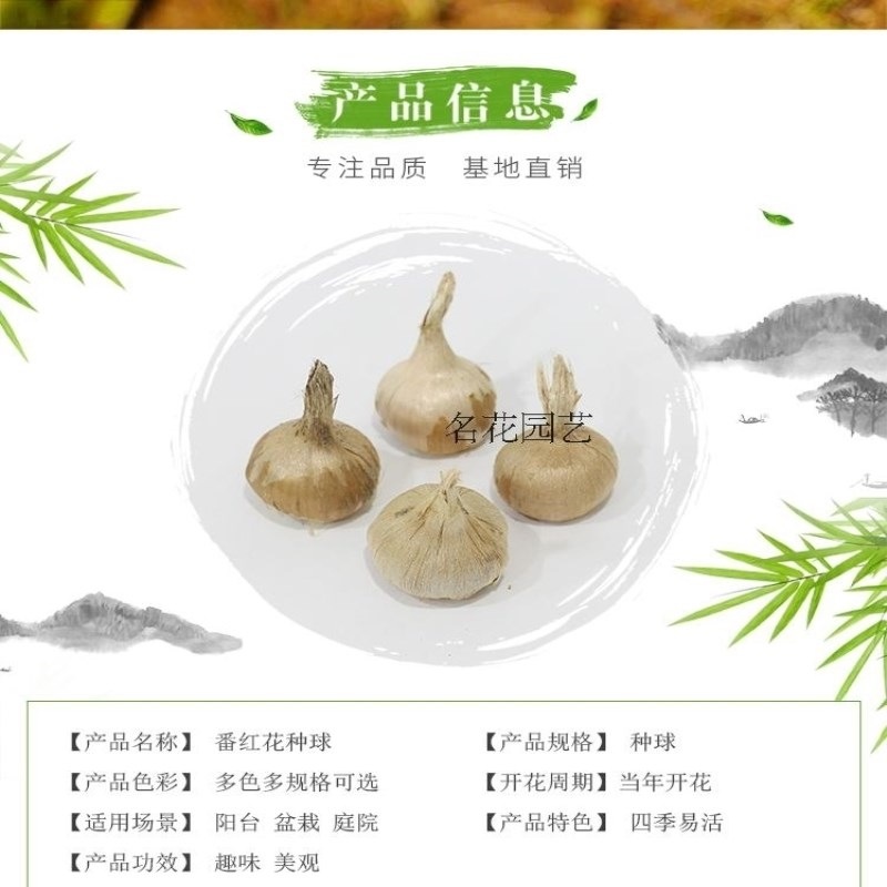 Crocus Bulbs, Cold-Resistant Florals, Four-Season Indoor Balcony Courtyard Ornamental Plants, Potted Crocus Bulbs Florals