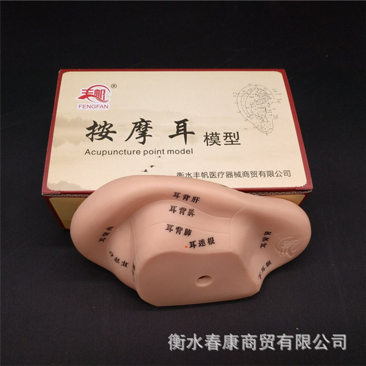 Super clear 17cm large ear massage reflection area acupuncture point model lettering acupuncture point large ear mold 17cm