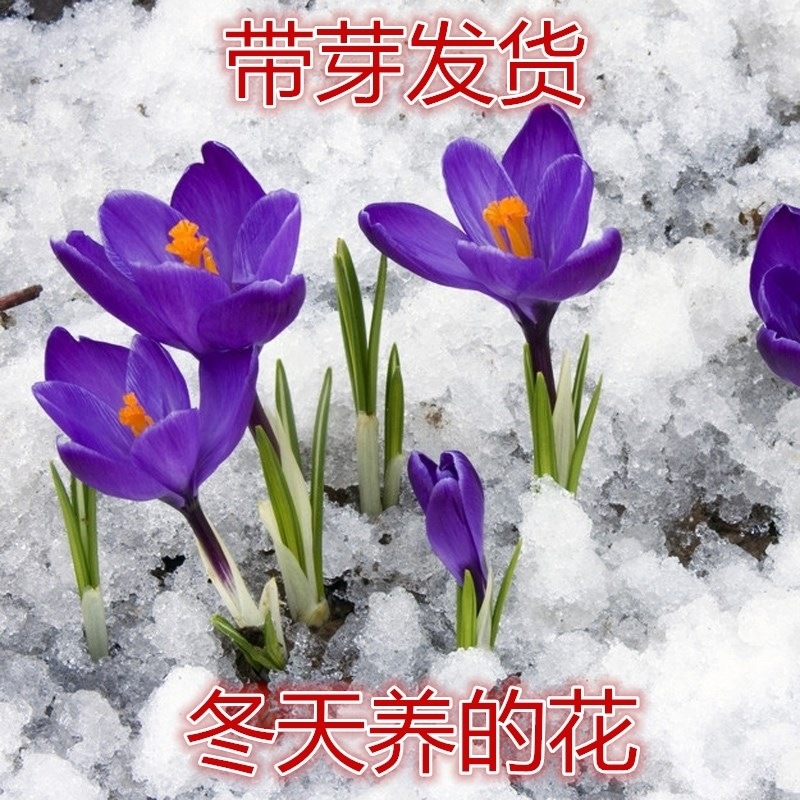 Луковицы крокуса, холодостойкие, для декоративной посадки в любое время года