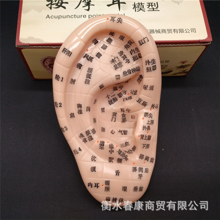 Модель акупунктурной точки большого уха 17 см