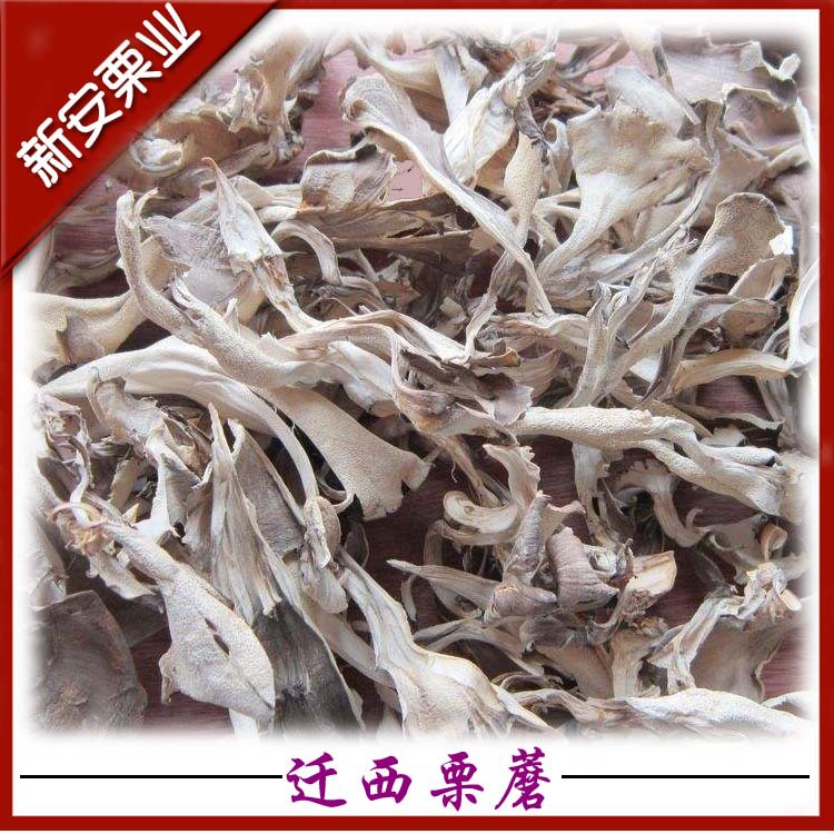 1 Jin a piece of Qianxi dried products gray tree flower also known as Chestnut mushroom maitake mushroom clean sand-free aroma Qin spleen wholesale in large quantities