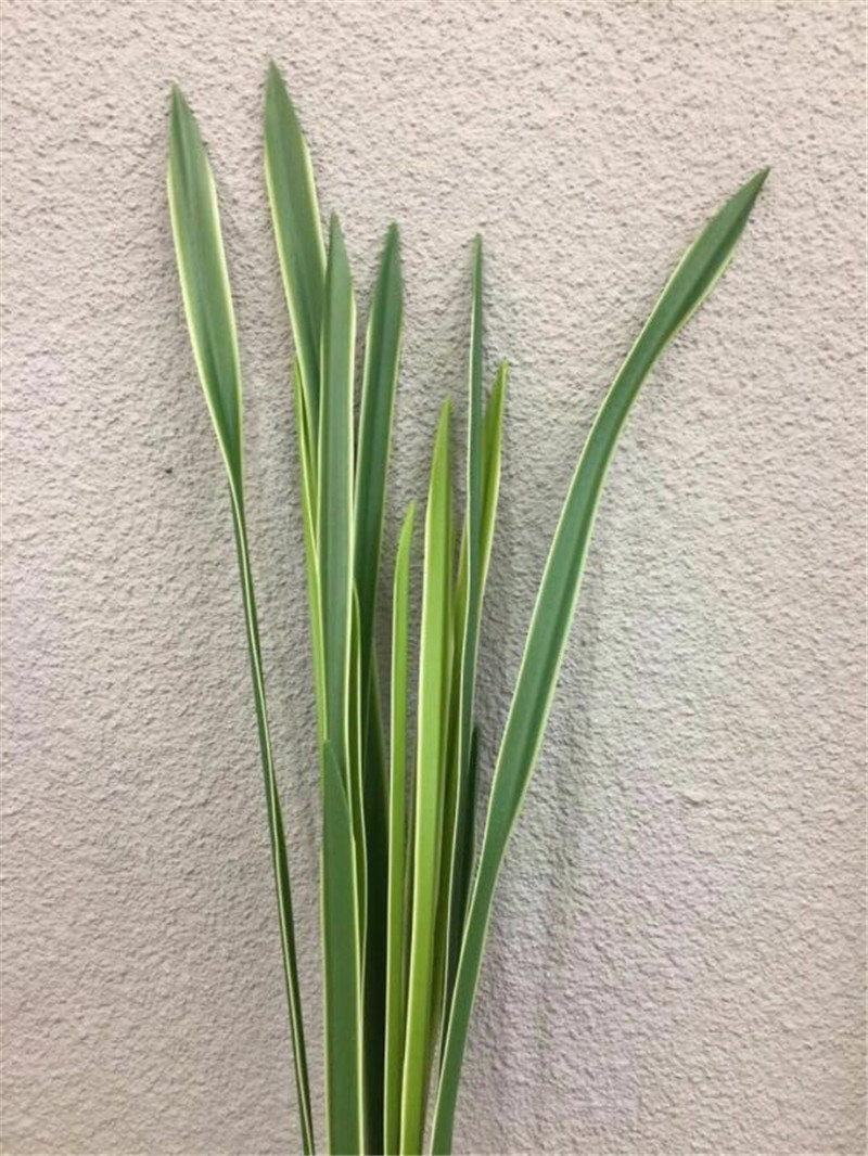 Super feel orchid leaf simulation cymbidium leaf simulation green plant grass plant wall indoor setting decoration simulation orchid