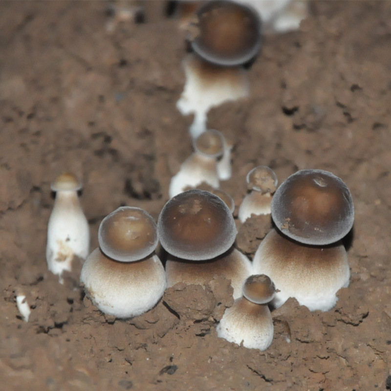 Black-Skinned Gallinobacteria Bag, Mushroom Planting Bag, Strain Stick, Succulent Plant Bag, Potted Plant
