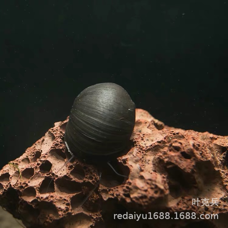 Tropical Snail Ornamental Snail Grass Cylinder Algae Removal Snail Military Cap Snail Black Diamond Snail Living