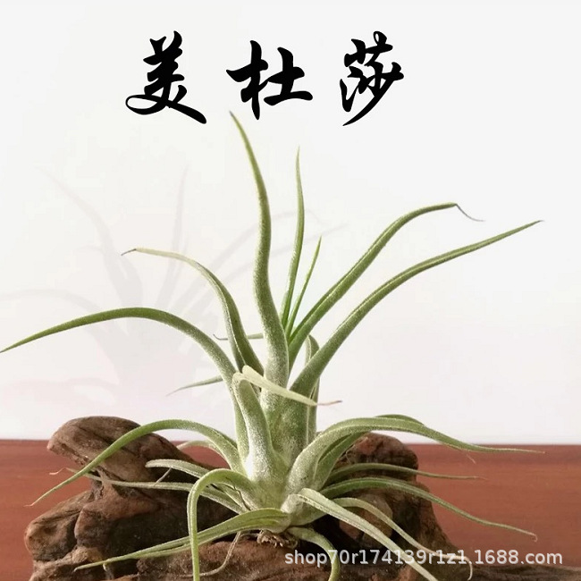Air Pineapple Soilless Plant Lazy Plant Air Pineapple Shape Enchanting Medusa Base Wholesale