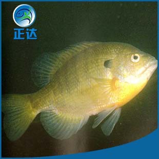 Guangzhou Kiss Fry Wholesale Fish Therapy Massage Kiss Fish Foot Massage Hot Spring Kiss Fish Integrity Management Manufacturer