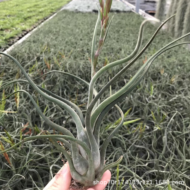 Воздухопроницаемое растение ананаса, ленивое растение, форма ананаса, очаровательная Медуза, базовая оптовая продажа