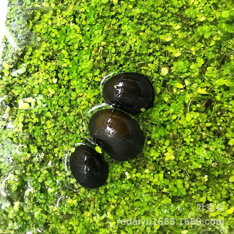 Tropical Snail Ornamental Snail Grass Cylinder Algae Removal Snail Military Cap Snail Black Diamond Snail Living