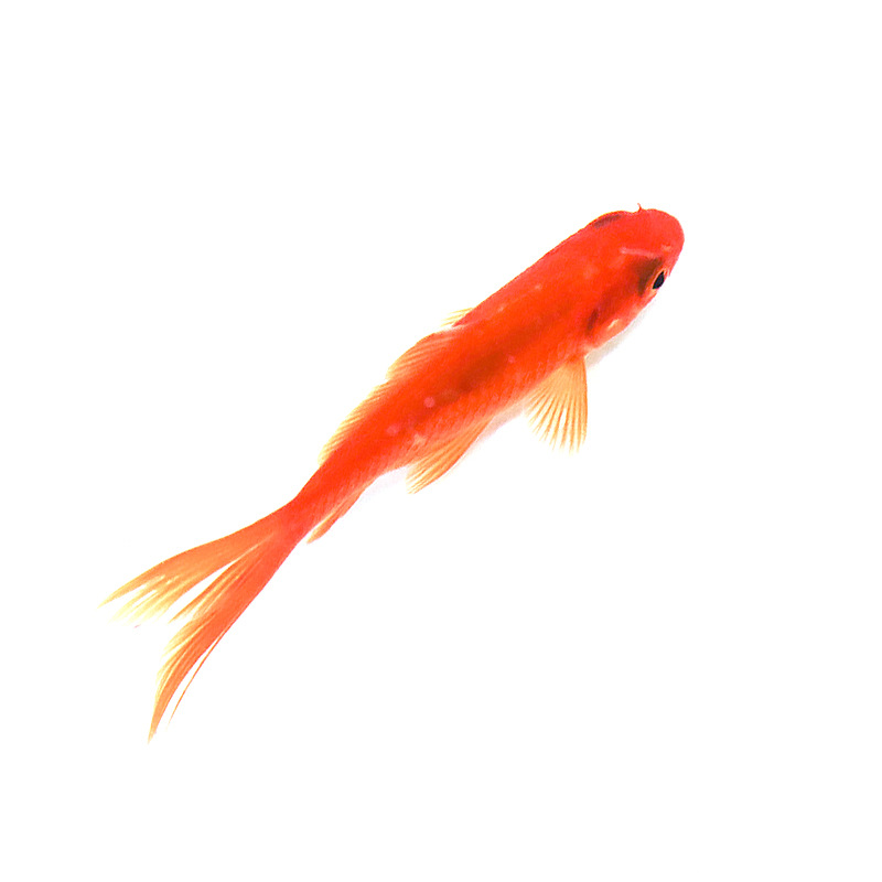 Shanghua Art pet/cold water ornamental fish/ornamental fish tank breeding/small red crucian carp/Small Brocade crucian carp/small grass goldfish living