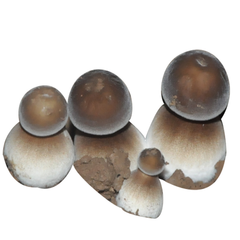 Black-Skinned Gallinobacteria Bag, Mushroom Planting Bag, Strain Stick, Succulent Plant Bag, Potted Plant