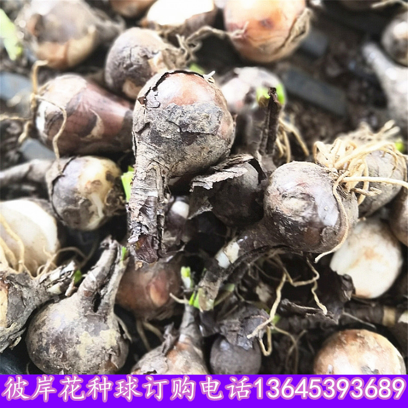 The Other Shore Flower Lycoris Red Flower Yellow Flower Indoor Flower Bonsai Suddenly Laughs Manzhu Shahua Flower Viewing and Leaf Viewing Potted Green Plants