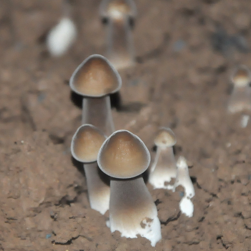 Пакет черной кожи галлинобактерий, пакет для посадки грибов, палочка штамма, горшечный растительный пакет.