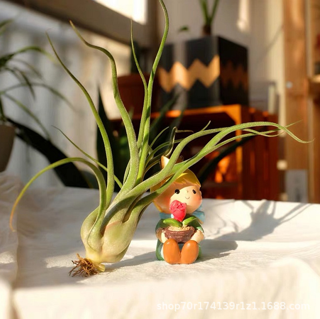 Air Pineapple Soilless Plant Lazy Plant Air Pineapple Shape Enchanting Medusa Base Wholesale