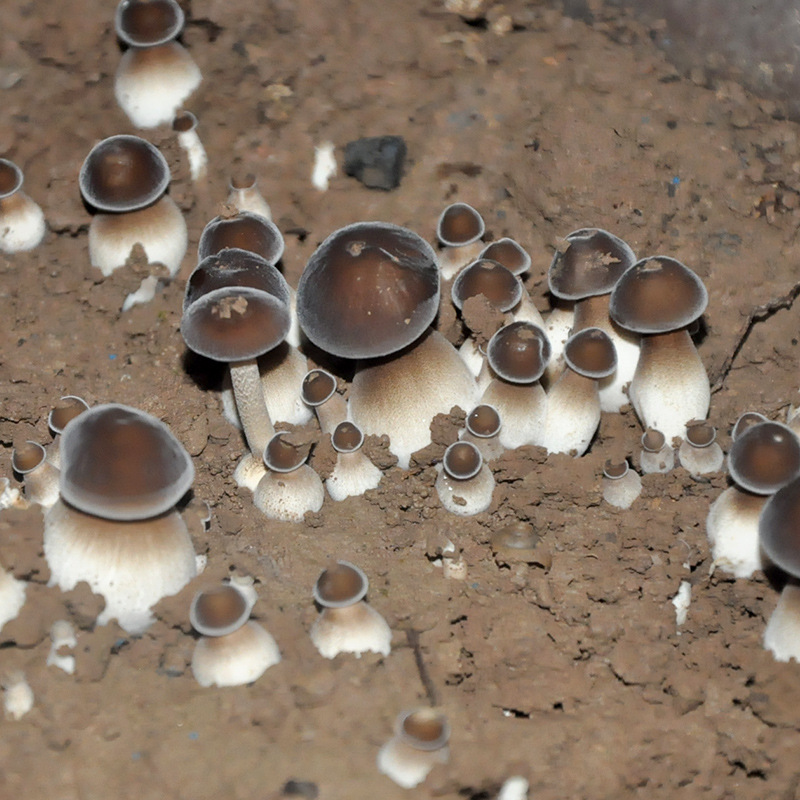 Black-Skinned Gallinobacteria Bag, Mushroom Planting Bag, Strain Stick, Succulent Plant Bag, Potted Plant