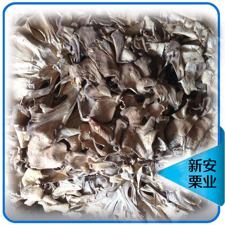 1 Jin a piece of Qianxi dried products gray tree flower also known as Chestnut mushroom maitake mushroom clean sand-free aroma Qin spleen wholesale in large quantities