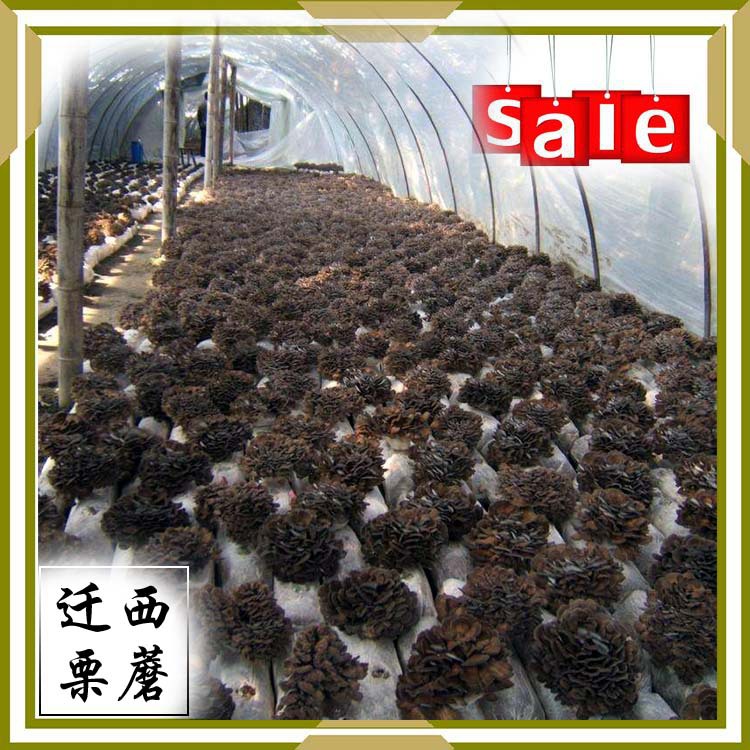 1 Jin a piece of Qianxi dried products gray tree flower also known as Chestnut mushroom maitake mushroom clean sand-free aroma Qin spleen wholesale in large quantities