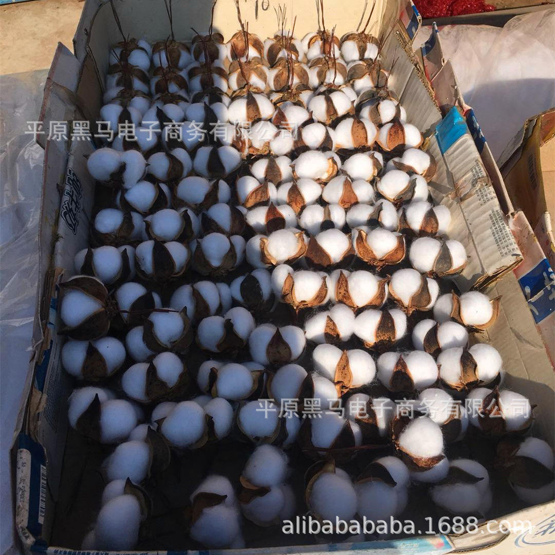 Natural cotton dried flower bouquet simulation bouquet cotton head hand embossing material bag eternal flower wedding wholesale