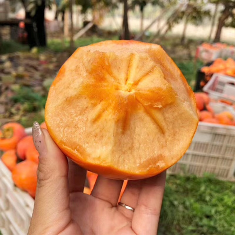 Shaanxi Chocolate Crisp Persimmons Shaanxi Yangfeng Crisp Persimmons Fresh Large Fruits Picked Freshly 4.5kg Pack Sweet Crisp Persimmons with Sugar Heart