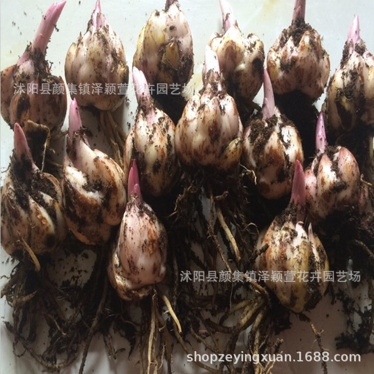 Луковицы ароматной лилии, горшечные растения с бутонами, свежие цветы