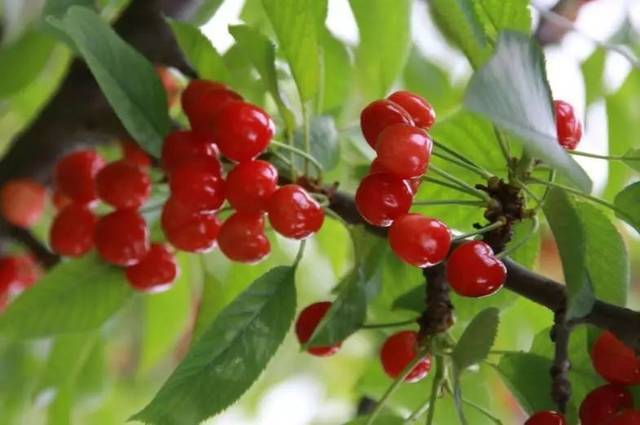 Xufan Skin Care Α Arbutin Whitening, Freckle Removal, Antibacterial, Can Be Packed, Welcome to Purchase