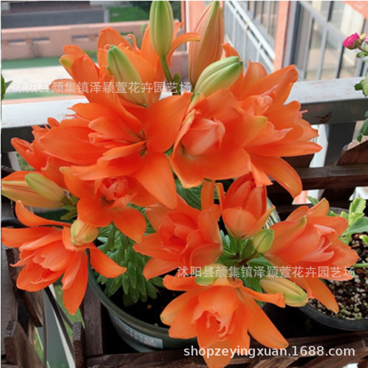 Perfume Lily Lily Flower Bulb Lily Seed Bulb Flower Plant Potted Green Plant with Buds Fresh Cut Flower Bulb