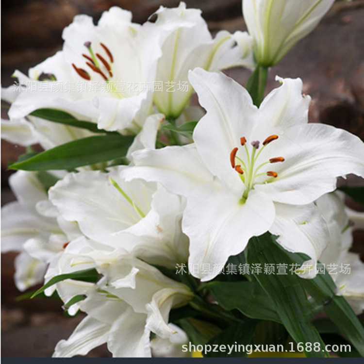 Perfume Lily Lily Flower Bulb Lily Seed Bulb Flower Plant Potted Green Plant with Buds Fresh Cut Flower Bulb