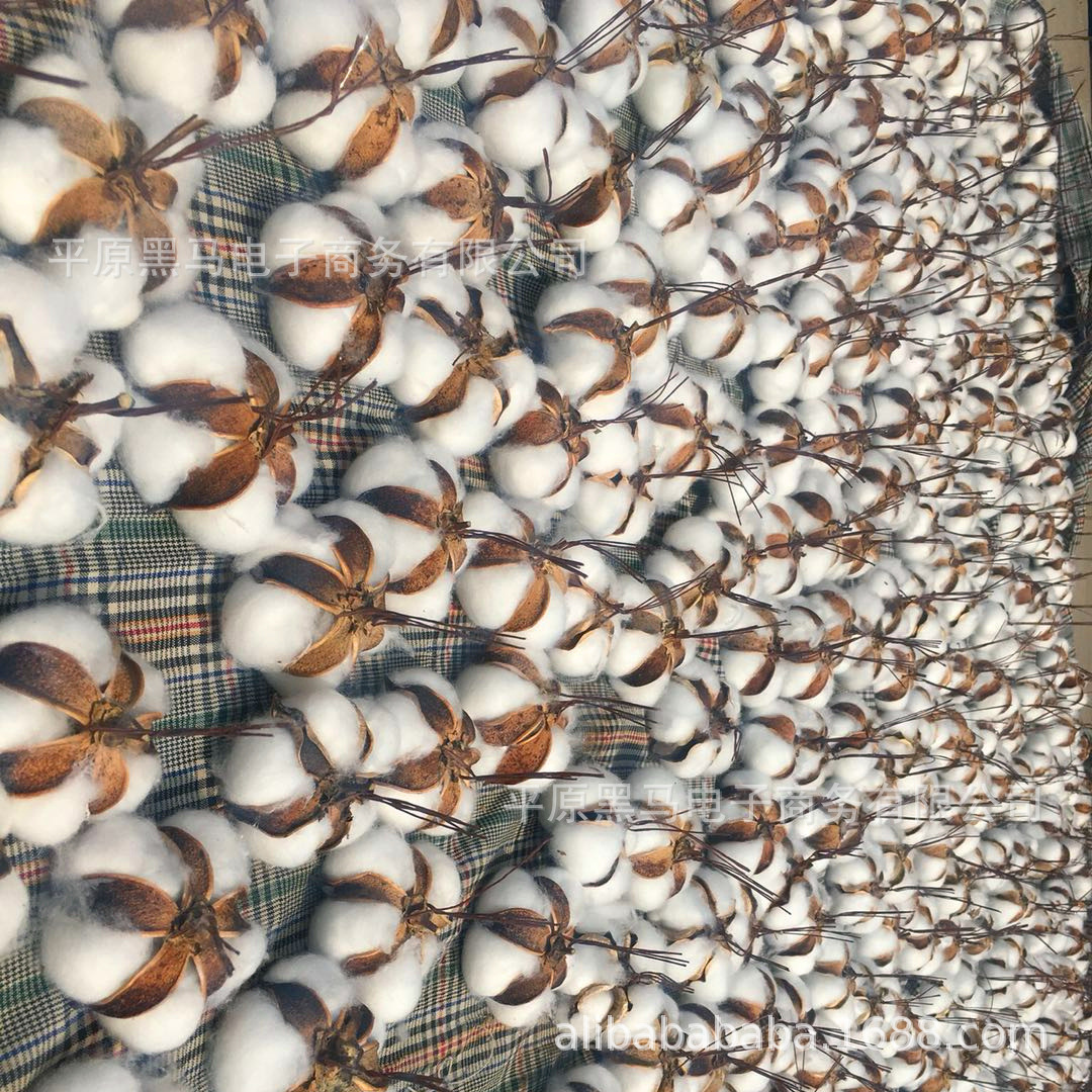 Natural cotton dried flower bouquet simulation bouquet cotton head hand embossing material bag eternal flower wedding wholesale