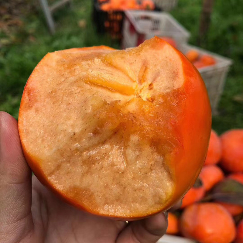 Shaanxi Chocolate Crisp Persimmons Shaanxi Yangfeng Crisp Persimmons Fresh Large Fruits Picked Freshly 4.5kg Pack Sweet Crisp Persimmons with Sugar Heart