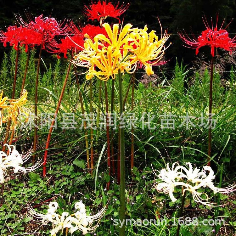 Wholesale Flower Seeds, Flower Bulbs, Lycoris Bulbs, Manzhu Shahua Balcony Potted Green Plants, Can Be Potted