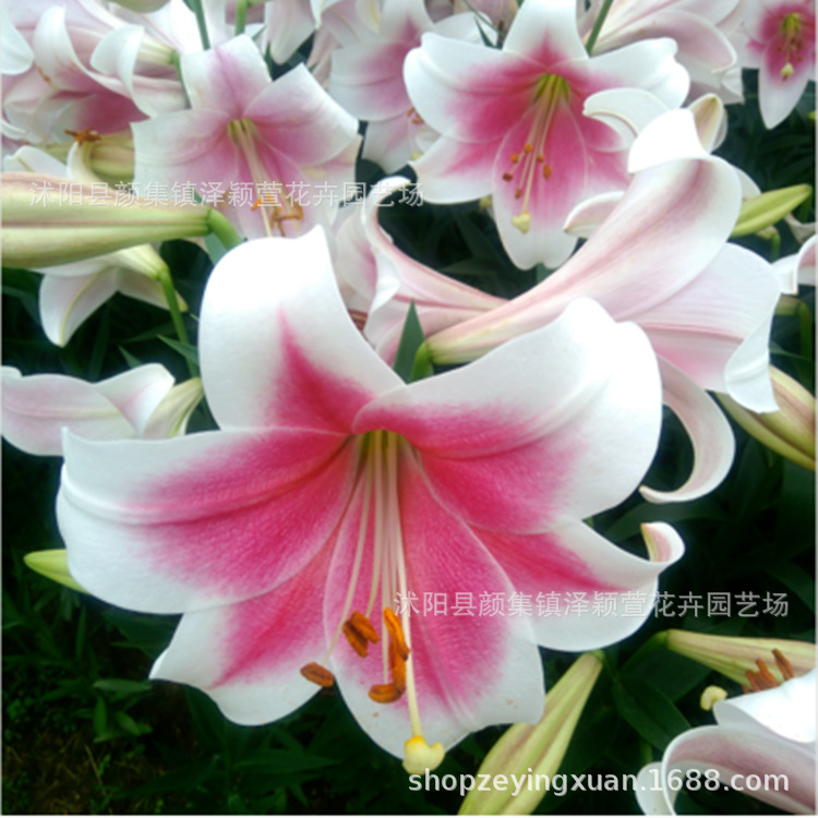 Perfume Lily Lily Flower Bulb Lily Seed Bulb Flower Plant Potted Green Plant with Buds Fresh Cut Flower Bulb